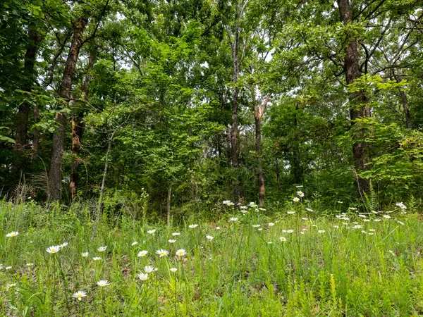 004 Gum Springs DR, Stockton, MO 65785