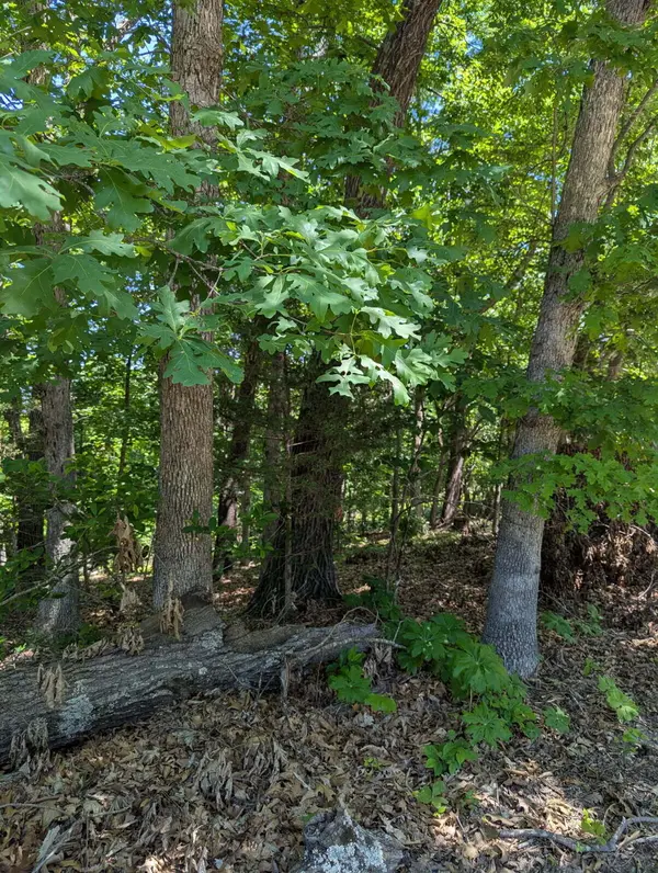 000 Fine Drive, Galena, MO 65656