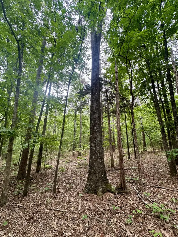 000 Carter 242, Grandin, MO 63943