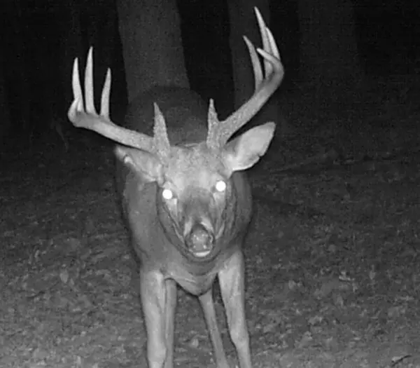 Tbd State Highway 174, Mt Vernon, MO 65712