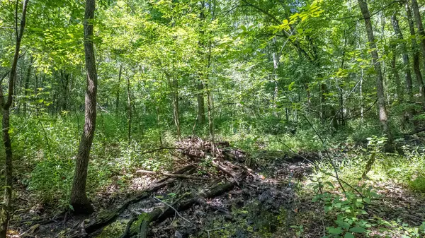 Tract 3 Upper Janes Creek RD, Ravenden, AR 72459