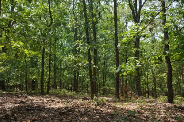 000 Highway 5, Gravois Mills, MO 65037