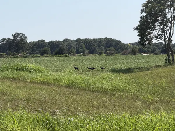 000 State Highway Y, Seneca, MO 64865