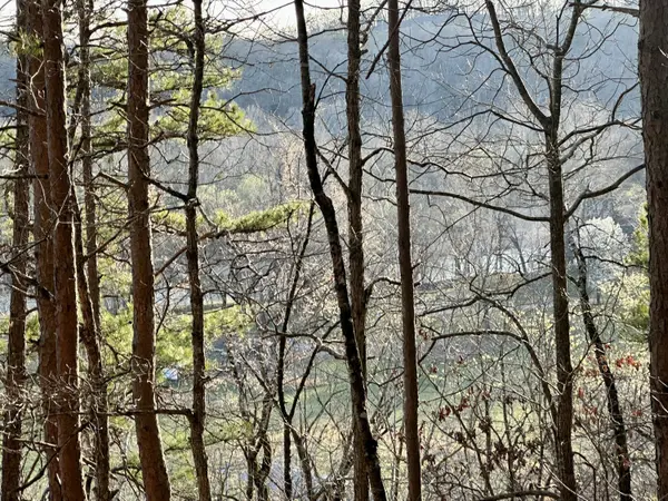 000 Brown Road Lot, Van Buren, MO 63965