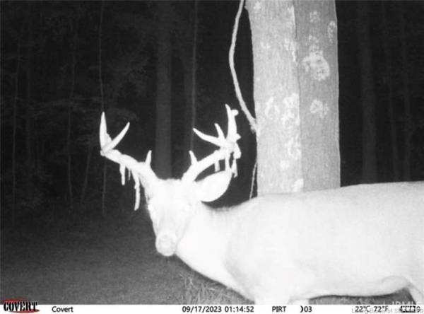 Lot 4 Deer Creek RD, Cannelton, IN 47520