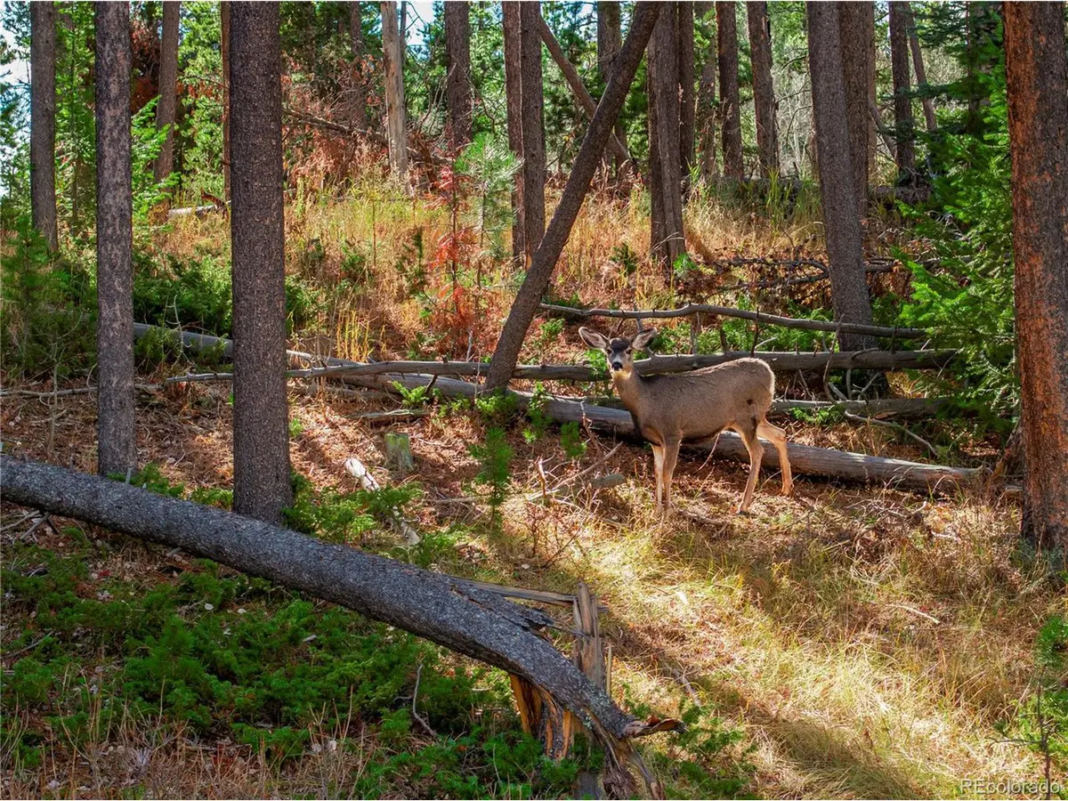 216620 Indian Springs, Conifer, CO 80433