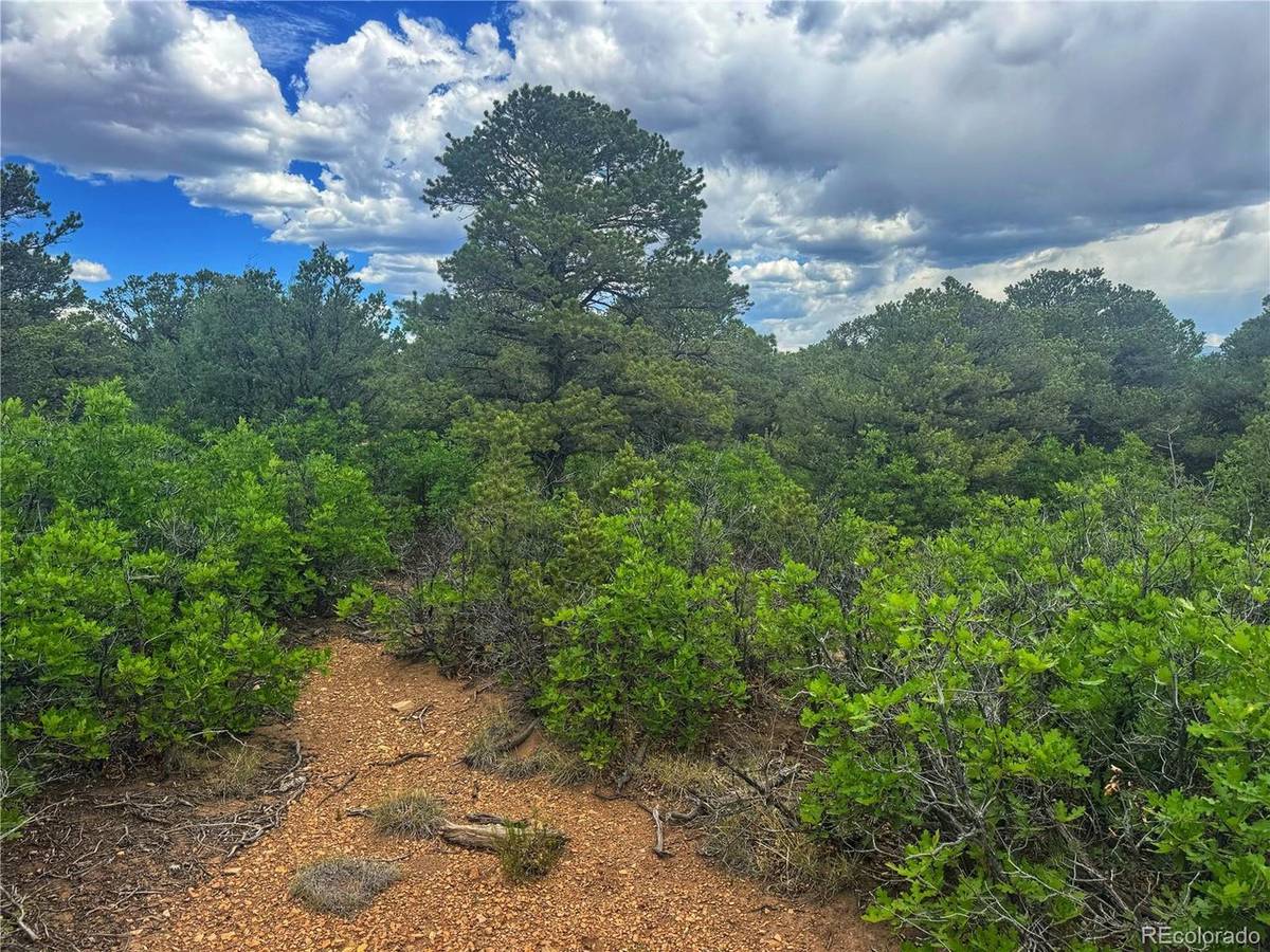 106 Colorado Land & Grazing, Walsenburg, CO 81089