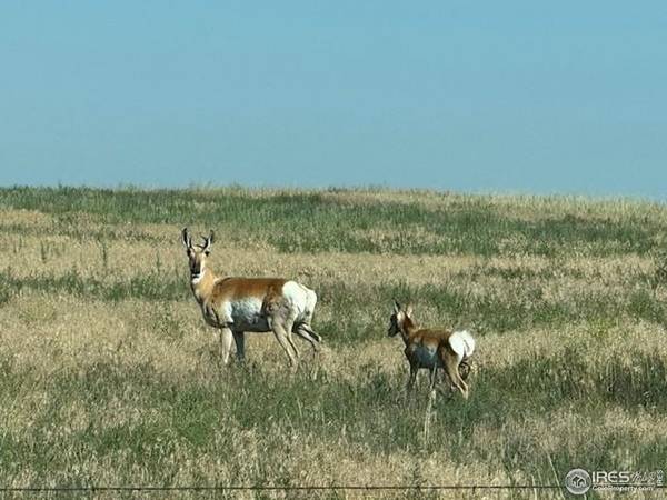 3 TBD Lot A FFD25-0006 WCR 15, Carr, CO 80612