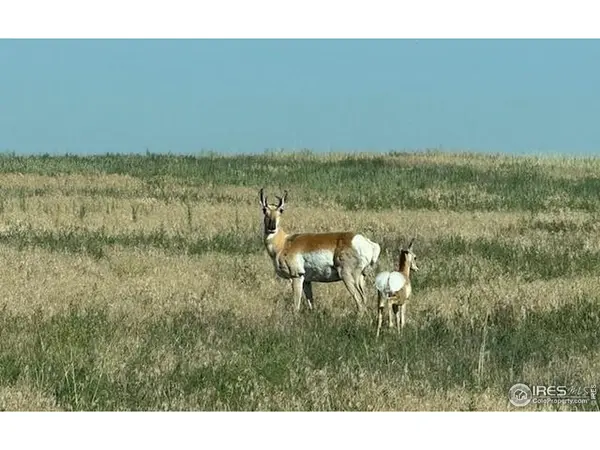 3 TBD Lot A FFD25-0006 WCR 15, Carr, CO 80612