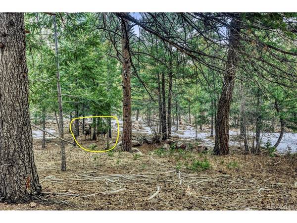 Rock Ridge, Palmer Lake, CO 80133