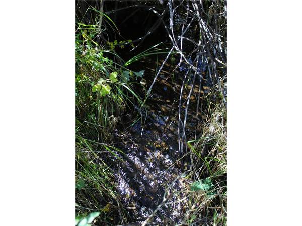 Address not disclosed, Divide, CO 80814