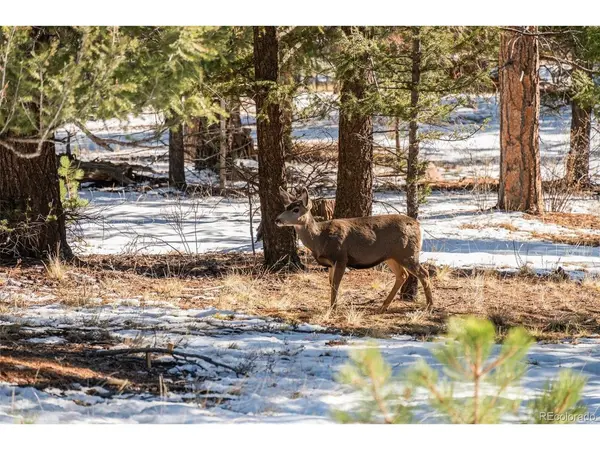 35441 Upper Aspen, Pine, CO 80470