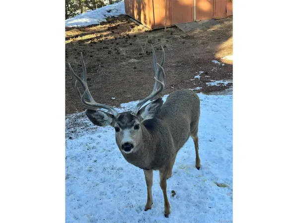 234 Wasatch, Florissant, CO 80816