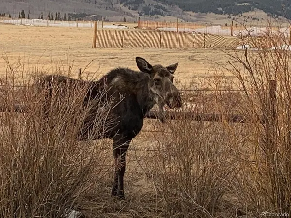 Michigan Hill, Jefferson, CO 80456
