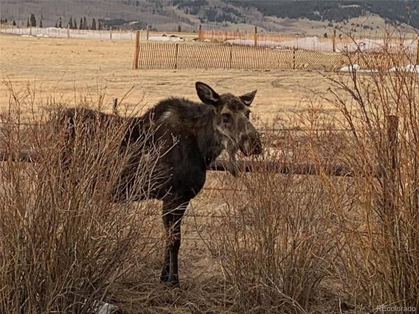 Michigan Hill, Jefferson, CO 80456