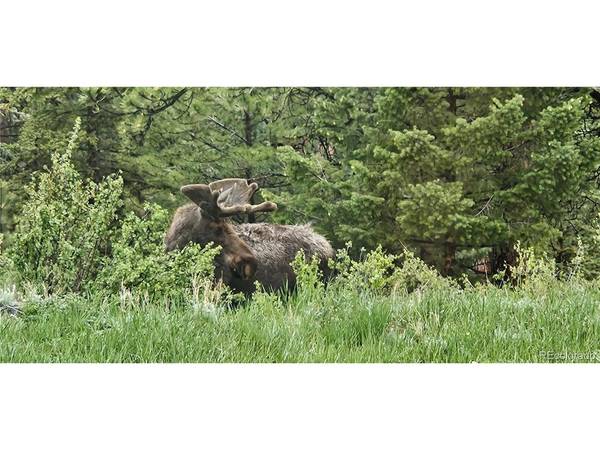 89 Jones Creek, Pine, CO 80470
