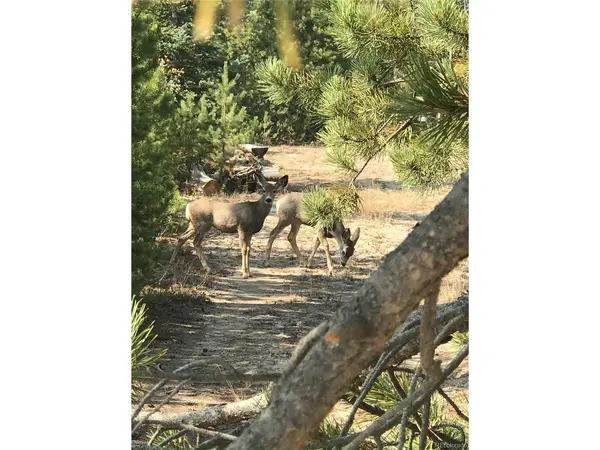 99 GCR 490, Grand Lake, CO 80447