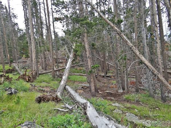 1683 Osage, Red Feather Lakes, CO 80545
