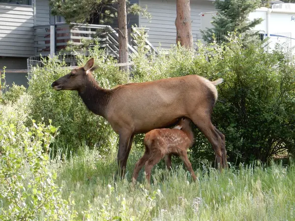 895 Elk Meadow, Estes Park, CO 80517