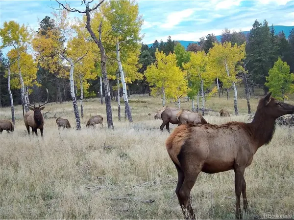 12434 S US Hwy 285, Conifer, CO 80433