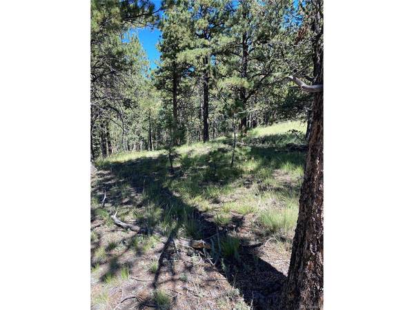 452 Wilson, Florissant, CO 80816
