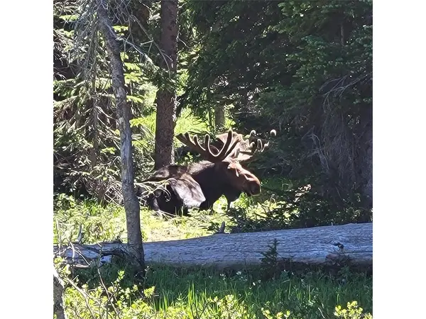 1180 Zebulon, Alma, CO 80420
