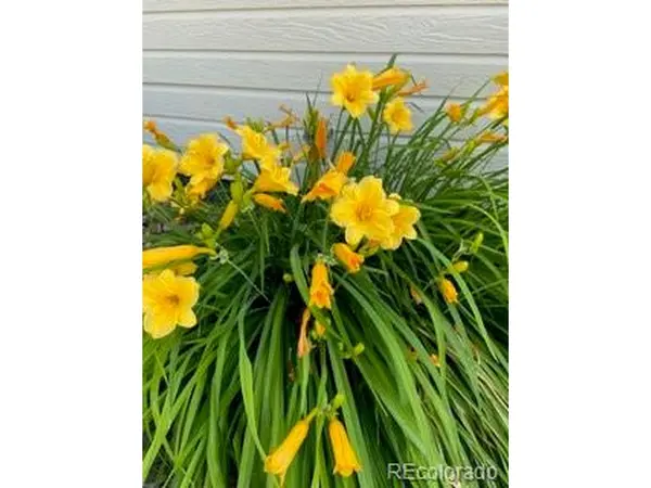 6405 Hollyhock #62, Frederick, CO 80530