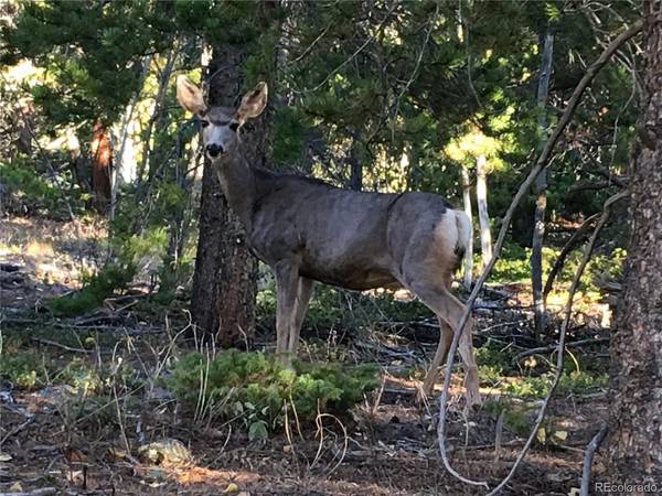 Silver Star, Idaho Springs, CO 80452