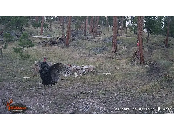 0 Old Camp, Bellvue, CO 80512