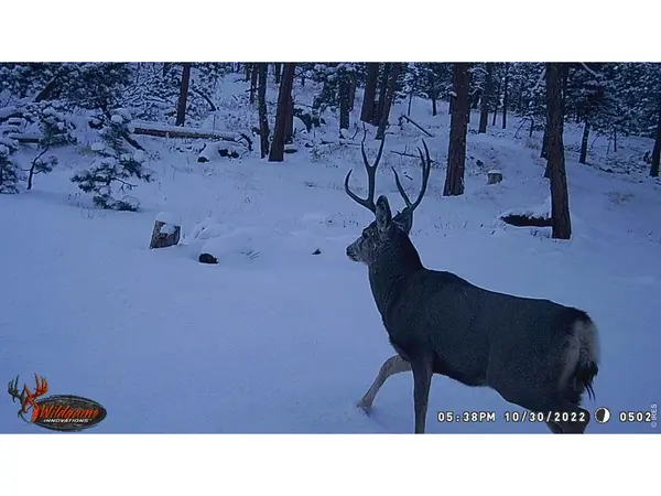 0 Old Camp, Bellvue, CO 80512