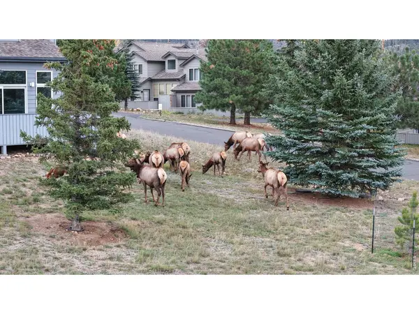 1555 Raven #C, Estes Park, CO 80517