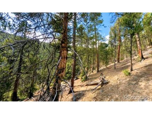 111 Kevin Gulch, Leadville, CO 80461