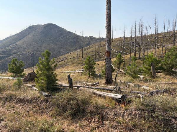 0 Pine Acres, Bellvue, CO 80512