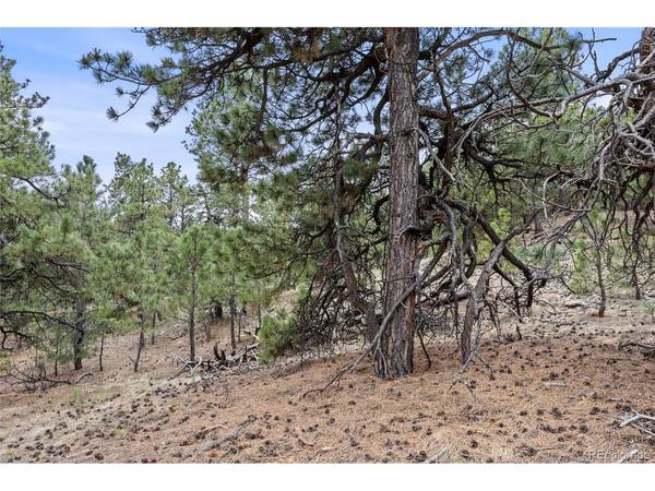 8653 N Teacup, Elbert, CO 80106