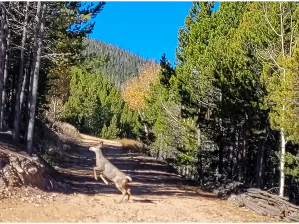 3200 Ottawa, Red Feather Lakes, CO 80545