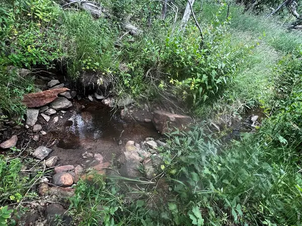 0 Forest Service #169, Red Feather Lakes, CO 80545