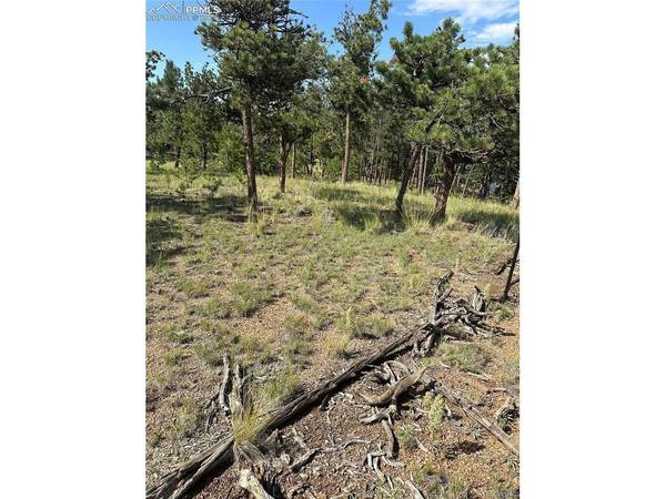 315 Thunder Ridge, Florissant, CO 80816