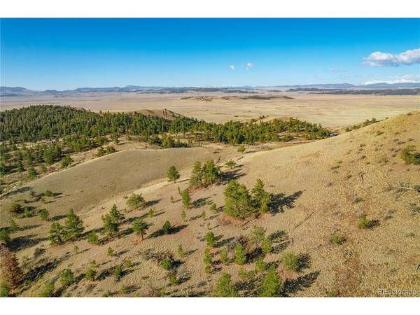 Willow, Hartsel, CO 80449