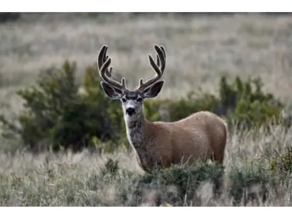 0 Red Feather Lake Rd 13, Livermore, CO 80536