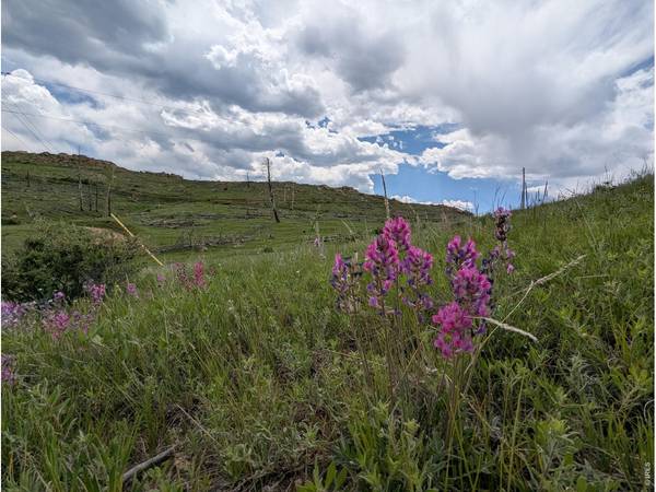 598 Mount Mcconnell, Livermore, CO 80536