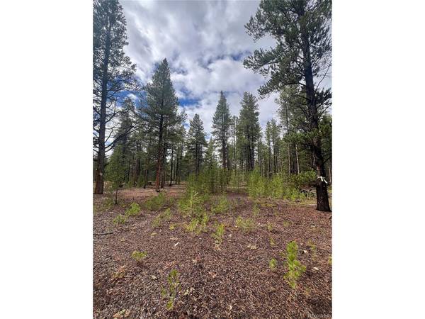 Columbine, Leadville, CO 80461