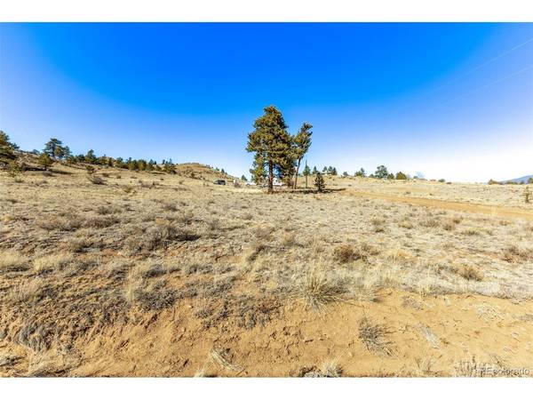 Spruce, Hartsel, CO 80449