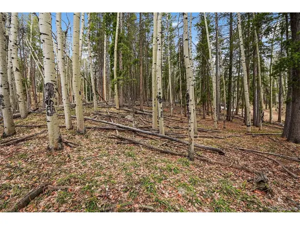 Ute, Evergreen, CO 80439
