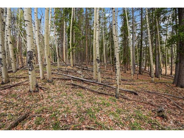 Ute, Evergreen, CO 80439