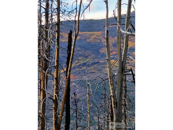 75 Sheep Horn, Bellvue, CO 80512