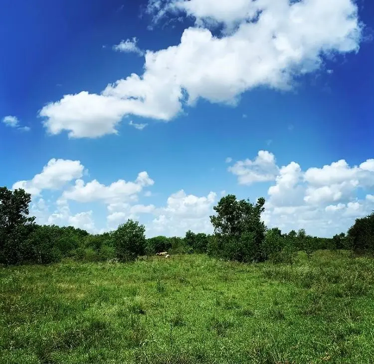 00000 FM 1462 RD, West Columbia, TX 77430
