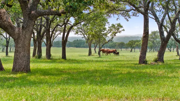 3431 Klett Ranch Road, Johnson City, TX 78636