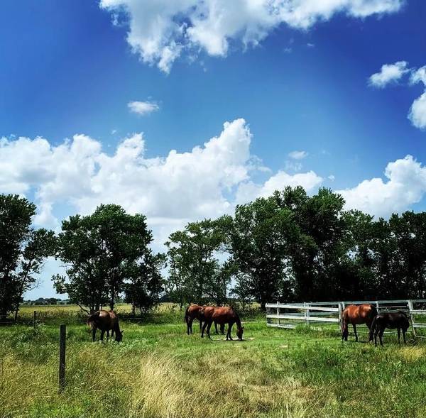 00000 FM 1462 RD, West Columbia, TX 77430