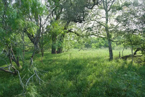 TBD Taylorsville Road RD, Red Rock, TX 78662