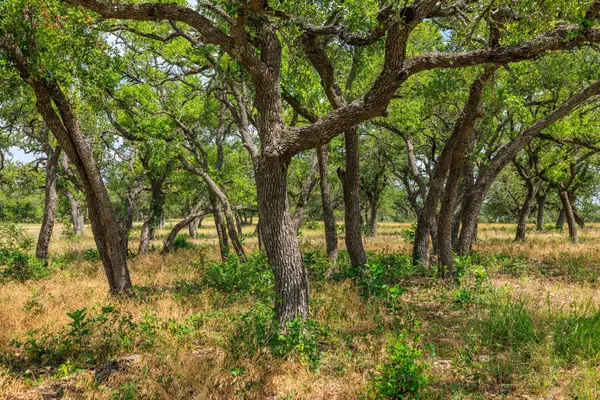 N/A Lone Man Mountain RD, Wimberley, TX 78676